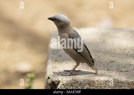 Gros plan d'un tisserand social à tête grise (Pseudonigrita arnaudi) perché sur une dalle de béton dans le parc national du Serengeti, Tanzanie, Afrique Banque D'Images