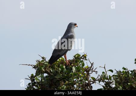 Un Goshawk chantant de l'est (Melierax poliopterus) perché au sommet d'un arbre dans le parc national du Serengeti, Tanzanie, Afrique Banque D'Images