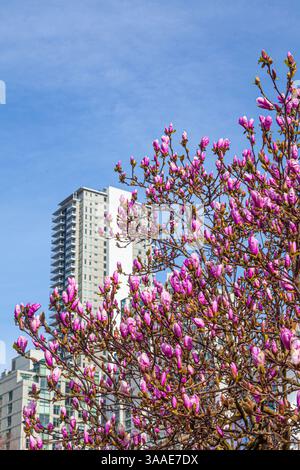 Magnolia fleurit à Yaletown Vancouver Canada Banque D'Images