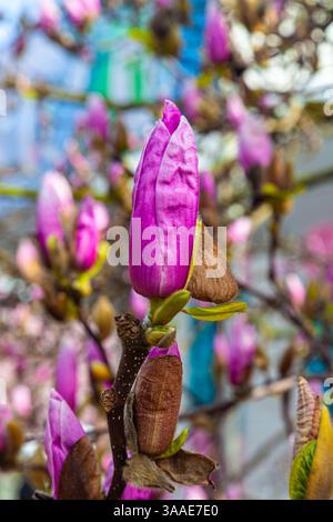 Vue rapprochée d'un bourgeon Magnolia à Yaletown Vancouver Canada Banque D'Images