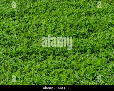 Une vue rapprochée de plantes vertes de trèfle mélangées à de l'herbe, formant un couvre-sol dense et uniforme avec des textures naturelles et une verdure vibrante. Banque D'Images