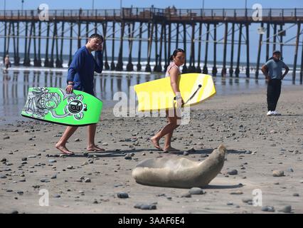 Oceanside, Californie, États-Unis. 27 mars 2025. Oceanside, CA 3 27 25 Un phoque portuaire tranquille se trouve sur la plage au-dessus de la ligne de marée haute à Oceanside, Californie au sud de la jetée Oceanside (crédit image : © John Gastaldo/ZUMA Press Wire) USAGE ÉDITORIAL SEULEMENT ! Non destiné à UN USAGE commercial ! Banque D'Images
