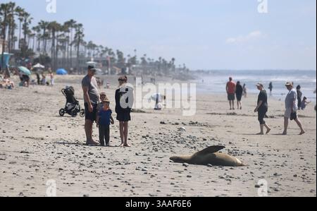 Oceanside, Californie, États-Unis. 27 mars 2025. Oceanside, CA 3 27 25 Un phoque portuaire tranquille se trouve sur la plage au-dessus de la ligne de marée haute à Oceanside, Californie au sud de la jetée Oceanside (crédit image : © John Gastaldo/ZUMA Press Wire) USAGE ÉDITORIAL SEULEMENT ! Non destiné à UN USAGE commercial ! Banque D'Images