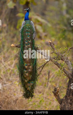 Peacock assis sur une branche avec ses plumes de dos et de queue visibles, réserve de tigres de Panna, Inde Banque D'Images