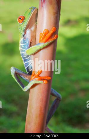 Tige d'escalade de la grenouille à yeux rouges (Agalychins callydrias), Sarapiqui, Costa Rica Banque D'Images