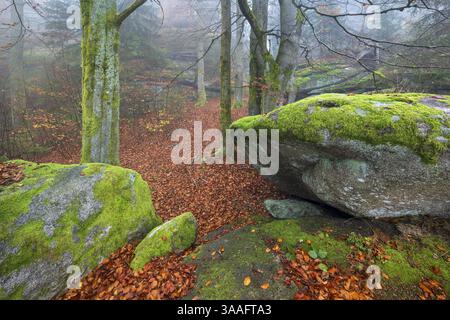 Forêt brumeuse avec de grands rochers couverts de mousse en automne, Grosser Waldstein, Fichtelgebirge, haute-Franconie, Franconie, Bavière, Allemagne, Europe Banque D'Images