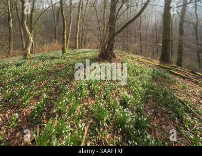 Forêt ensoleillée avec flocons de neige de printemps (Leucojum vernum), forêt de Ziegelroda, Saxe-Anhalt, Allemagne, Europe Banque D'Images