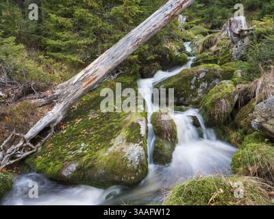 Le Kreuzbach, petit ruisseau de montagne coule sur des pierres couvertes de mousse, Forêt de Bavière, basse Bavière, Bavière, Allemagne, Europe Banque D'Images