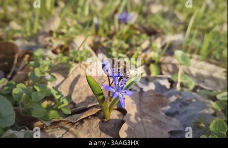 Gros plan d'une abeille collectant le nectar d'une petite fleur violette de courge alpine dans le pré de printemps. Pourpre Blooming Scilla bifolia parmi vert drass an Banque D'Images