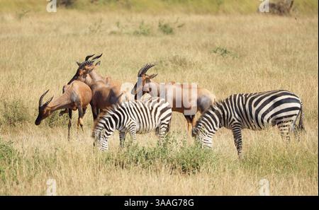 Zèbres et topis de Burchell à Ikoma, près du parc national du Serengeti, Tanzanie, Afrique de l'est, Afrique Banque D'Images