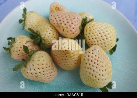 Fraise d'ananas, fraise d'ananas blanche, ananas, variété spéciale de fraise, fruit, baies, sain, savoureux, photographie alimentaire, studio, GER Banque D'Images