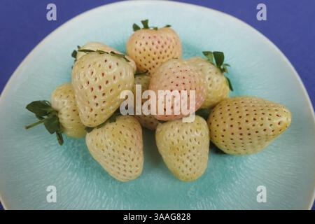 Fraise d'ananas, fraise d'ananas blanche, ananas, variété spéciale de fraise, fruit, baies, sain, savoureux, photographie alimentaire, studio, GER Banque D'Images