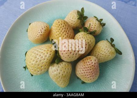 Fraise d'ananas, fraise d'ananas blanche, ananas, variété spéciale de fraise, fruit, baies, sain, savoureux, photographie alimentaire, studio, GER Banque D'Images