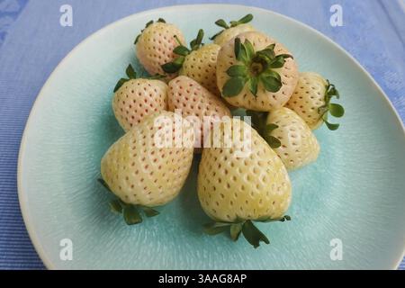 Fraise d'ananas, fraise d'ananas blanche, ananas, variété spéciale de fraise, fruit, baies, sain, savoureux, photographie alimentaire, studio, GER Banque D'Images