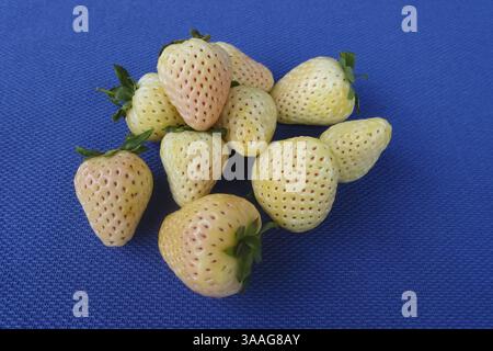 Fraise d'ananas, fraise d'ananas blanche, ananas, variété spéciale de fraise, fruit, baies, sain, savoureux, photographie alimentaire, studio, GER Banque D'Images