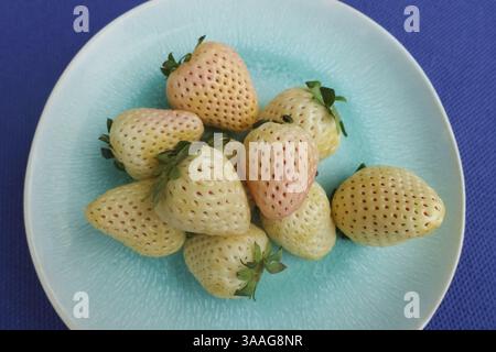 Fraise d'ananas, fraise d'ananas blanche, ananas, variété spéciale de fraise, fruit, baies, sain, savoureux, photographie alimentaire, studio, GER Banque D'Images