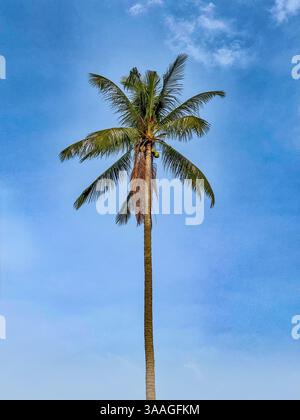 Palmier contre un ciel bleu clair Un palmier majestueux se dresse haut contre un ciel bleu vif. Ses longues feuilles vertes balancent doucement, tandis que quelques noix de coco Banque D'Images