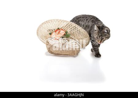 Chaton rayé avec bacon blanc, sur blanc Banque D'Images