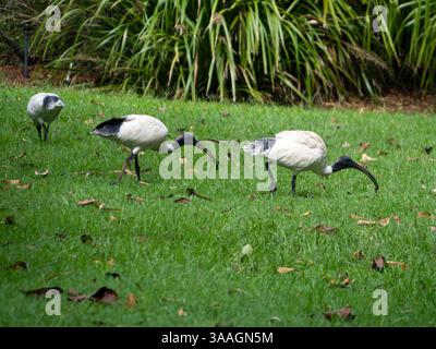 Un petit troupeau d'oiseaux Ibises blanches australiennes se promenant dans un jardin australien Banque D'Images
