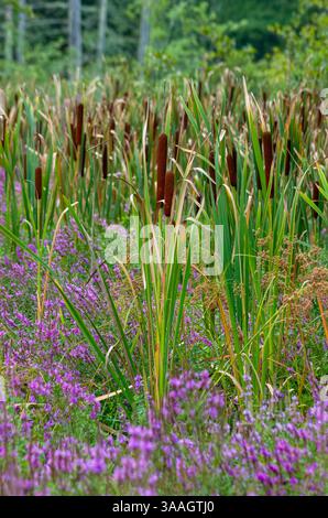 Cattails à Meadow Pond, Great Brook Farm State Park, Carlisle, Massachusetts, États-Unis, avec loosestrife pourpre et des stries à travers un marais d'été. Banque D'Images