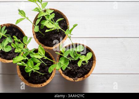 Plantules de pois doux poussant dans des pots en fibres biodégradables écologiques vue de dessus. Sur un fond de bois blanc Banque D'Images