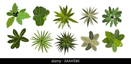 Ensemble de différentes plantes de maison vue de dessus. Illustration de Vecteur