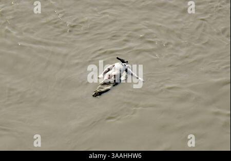Sep 12, 2015 - Varanasi, Uttar Pradesh, Inde - mort flottant dans le fleuve Gange. Varanasi. Vue horizontale d'un cadavre orangé flottant sur le fleuve Gange. Varanasi est surtout connu pour ses ghats - il y a plus de 100 des structures riveraines. Alors que la plupart des ghats sont utilisés pour la baignade sacrée par les pèlerins hindous, ce sont les quelques ghats brûlants - facilement accessibles aux visiteurs - qui saisissent vraiment les ghats. Les Ghats brûlants, comme le Manikarnika Ghat, sont l'endroit où les morts sont incinérés. Cette image a été prise avec la permission des Doms. (Crédit image : © Sergi Reboredo/ZUMA Banque D'Images