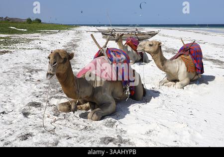Chameaux à Diani Beach - Galu Beach - au Kenya Banque D'Images