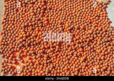 Quandong Seeds. Cuisine australienne du Bush consommée par les aborigènes australiens. Santalum acuminatum ou quandong du désert est un fruit rouge dans les déserts centraux Banque D'Images