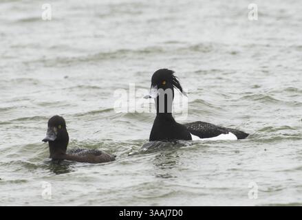 Canard touffeté (Aythya fuligula) natation sur un lac, péninsule de Nordstrand, Allemagne, Europe Banque D'Images