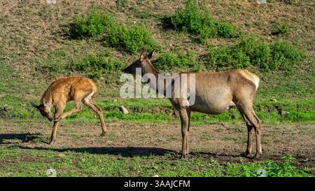 Cerf femelle enceinte maral ou wapiti et petit faon à la ferme le jour ensoleillé d'été. Cerf femelle avec ourson ou fauve. Banque D'Images