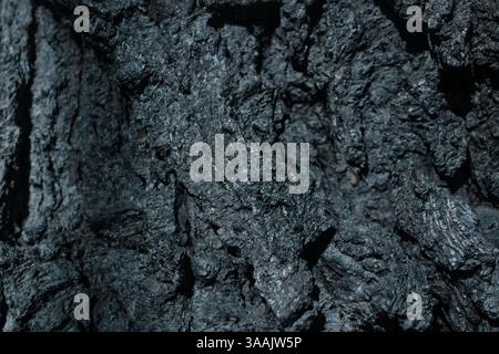 Texture d'écorce carbonisée d'un arbre brûlé, créant une image nette et dramatique des suites d'un feu de forêt Banque D'Images