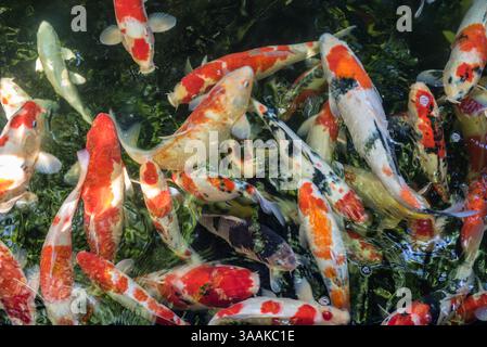 Poisson de carpe ou carpe fantaisie Koi japonais ou poisson Koi appelé est un bel animal aquatique ou animal de compagnie aquatique en asie et au Japon Banque D'Images