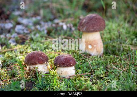 Trois petits champignons boletus blancs poussent dans la forêt dans la mousse verte Banque D'Images