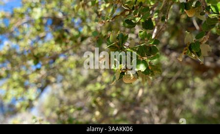 Arbuste à feuilles persistantes ou petit arbre Quercus coccifera ou quercus calliprinos ou chêne Kermes ou chêne houx avec feuilles de coriacée dentelées épineuses. Banque D'Images