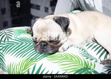 Un chien de carlin mignon reposant paisiblement sur un coussin doux sous la lumière chaude du soleil Banque D'Images