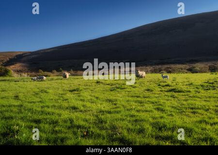 Une scène magnifiquement pittoresque avec des moutons qui paissent paisiblement dans un champ vert vibrant tout en se prélassant dans la lumière chaude du soleil sous un ciel bleu clair, Banque D'Images