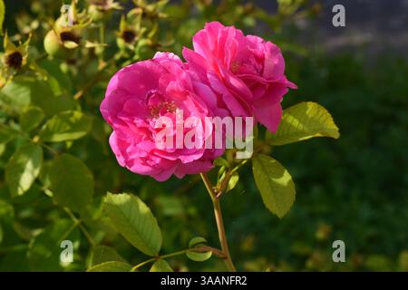 Deux roses roses vibrantes en pleine floraison, sur fond de feuilles vertes. La lumière du soleil met en valeur les pétales délicats, créant un contraste qui AC Banque D'Images