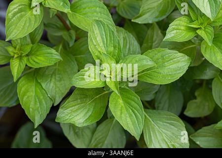 Basilic thaï, basilic anis ou basilic réglisse (Ocimum basilicum) tige violette, fond de feuilles Banque D'Images