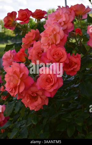 Un affichage luxuriant de roses orange-rose vibrantes en pleine floraison, entouré d'un feuillage vert profond. La scène se déroule à l'extérieur avec un backgro légèrement flou Banque D'Images