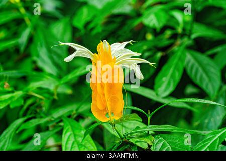 Plante de crevettes d'or (Pachystachys lutea). Appelée plante de Lollipop aussi. Banque D'Images