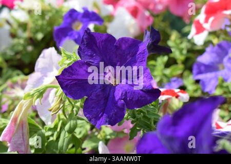 Un parterre de fleurs rempli de différentes couleurs de pétunias. Les fleurs sont en pleine floraison, affichant des nuances de blanc, rouge, rose, violet, lilas. La verdure Banque D'Images
