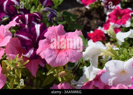 Un parterre de fleurs rempli de différentes couleurs de pétunias. Les fleurs sont en pleine floraison, affichant des nuances de blanc, rouge, rose, violet, lilas. La verdure Banque D'Images