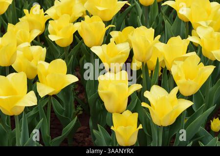 Un champ densément peuplé de tulipes jaunes, le tout fleurissant en harmonie. Les fleurs se distinguent par leur couleur vibrante et sont entourées de vert foncé Banque D'Images