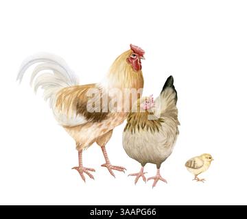 Famille de poulet avec coq, mère poule et bébé poussin illustration isolée à l'aquarelle. Oiseaux de cour de volaille pour dessins d'animaux de ferme. Volaille réaliste Banque D'Images