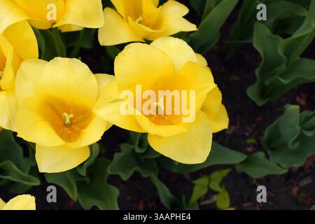 Un champ densément peuplé de tulipes jaunes, le tout fleurissant en harmonie. Les fleurs se distinguent par leur couleur vibrante et sont entourées de vert foncé Banque D'Images