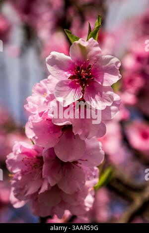 Belles fleurs sur les amandiers (Prunus Dulcis) au printemps en Rhénanie Palatinat, Allemagne Banque D'Images