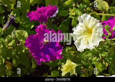 Un parterre de fleurs rempli de différentes couleurs de pétunias. Les fleurs sont en pleine floraison, affichant des nuances de blanc, rouge, rose, violet, lilas. La verdure Banque D'Images
