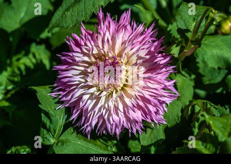 Fleur de Dahlia Pinelands Princess Banque D'Images