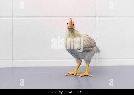 White Chick est debout sur la table gris violet dans la lumière extérieure. Banque D'Images